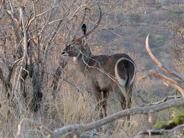 <h3><a href="/trips/safari/biota/animalia/chordata/mammalia/artiodactyla/bovidae/kobus ellipsiprymnus/kobus ellipsiprymnus-nl.html">Kobus&nbsp;ellipsiprymnus</a> / Waterbuck / Waterbok</h3>OM-1 met M.40-150mm F2.8 + MC-14, 1/1000 sec  bij F4.0, ISO 2000, afstand 23.2&nbsp;m